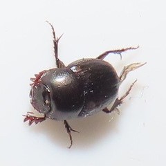 Onthophagus vinctus