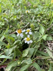 Bidens alba