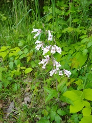 Penstemon brevisepalus
