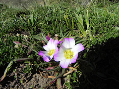 Calandrinia affinis