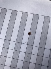 Dermacentor occidentalis