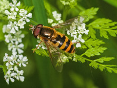 Epistrophe nitidicollis