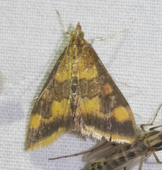 Pyrausta onythesalis