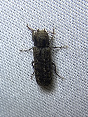 Lichenophanes bicornis