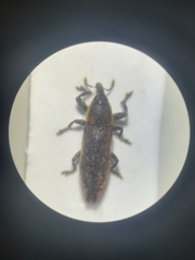 Lixus scabricollis