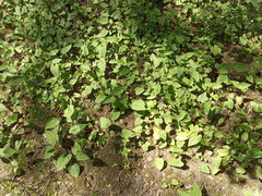 Campanula rapunculoides