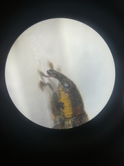 Lixus scabricollis