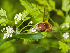 Epistrophe nitidicollis