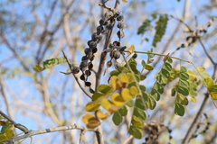 Piptadenia obliqua