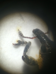 Lixus scabricollis