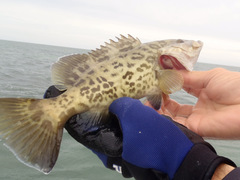 Mycteroperca microlepis