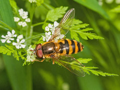 Epistrophe nitidicollis