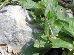 Agriocnemis lacteola