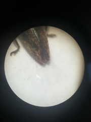 Lixus scabricollis