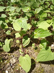 Campanula rapunculoides