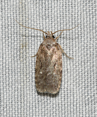 Agonopterix curvilineella