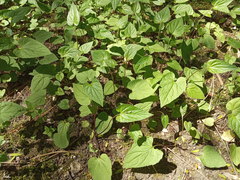 Campanula rapunculoides