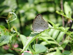 Junonia atlites atlites