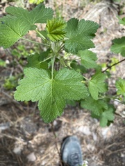 Ribes viscosissimum