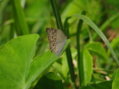 Junonia atlites atlites