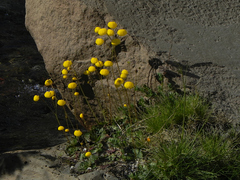 Calceolaria filicaulis