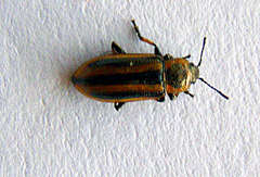 Prasocuris phellandrii