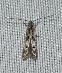 Blastodacna
