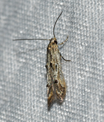 Blastodacna