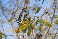 Piptadenia obliqua