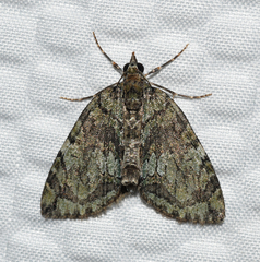 Hydriomena transfigurata