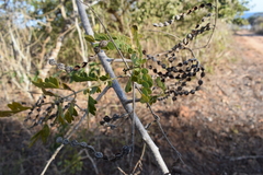 Piptadenia obliqua
