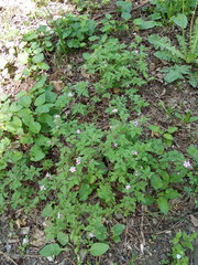 Geranium robertianum