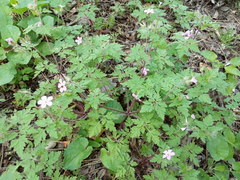 Geranium robertianum