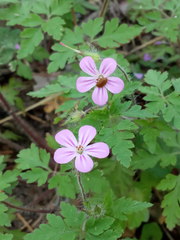 Geranium robertianum