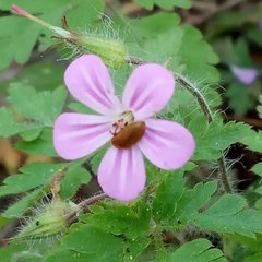 Geranium robertianum