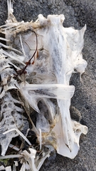 Actinopterygii