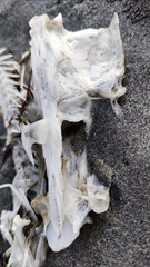 Actinopterygii