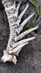 Actinopterygii