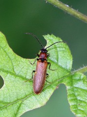 Denticollis linearis