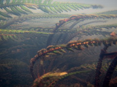 Hydrostachys polymorpha