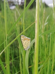 Lycaena tityrus