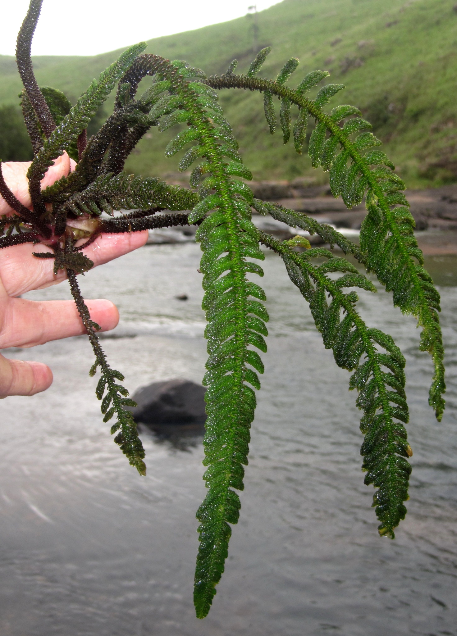 Hydrostachyaceae