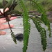 Hydrostachys Family - Photo (c) Ricky Taylor, some rights reserved (CC BY-NC), uploaded by Ricky Taylor