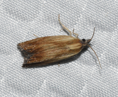 Eucosma umbrastriana