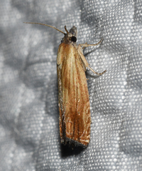 Eucosma umbrastriana
