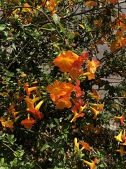 Streptosolen