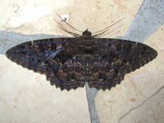 Feigeria scops