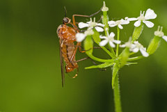Empis trigramma