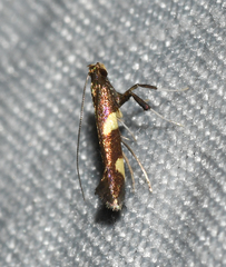 Caloptilia cornusella
