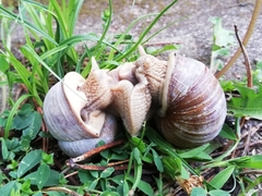 Helix pomatia